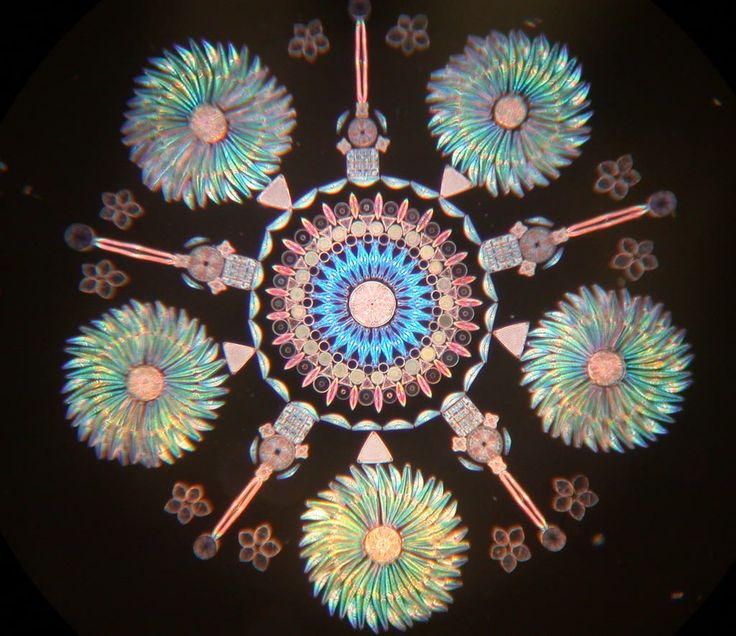 Artistic microscope slides produced in the Victorian era (1840~1900) by arranging hundreds of tiny diatoms into intricate patterns. Collecting and arranging Diatoms and algae into beautiful patterns. 

It was a hobby for those who could afford a telescope.
