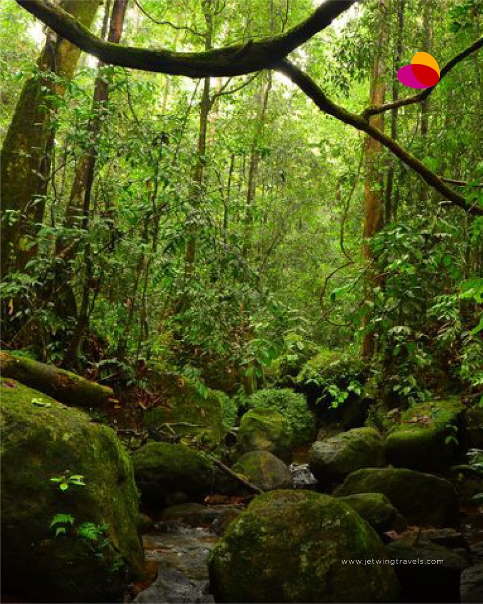 Spring is the perfect time for eco-adventures in Sri Lanka's lush rainforests. What eco-friendly activities are on your bucket list? #EcoAdventure #GreenEscape #jetwingtravels