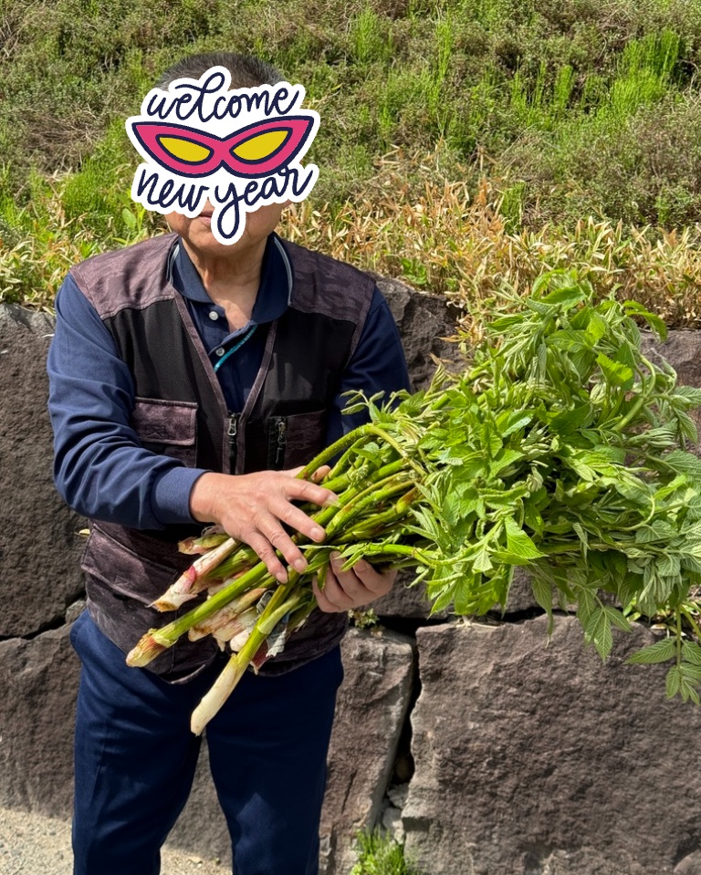 ウドもたくさん採れました！ 山菜をたっぷり召し上がっていただけるのは、5月かぎりです。5月は、しかも、年間通してもっとも過ごしやすい季節でもあります。こんなにいい季節ないですよ。
#山人 #yamado