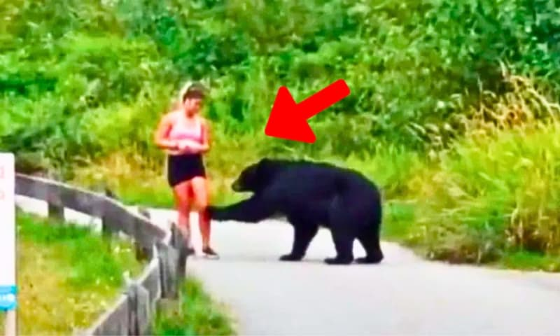 BEAR TRIES TO GET ATTENTION FROM RUNNER – WHEN SHE REALIZES WHY, SHE DECIDES TO FOLLOW HIM