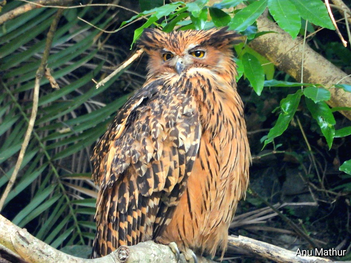 Tawny fish owl! Huge fella! #Uttrakhand @UTDBofficial #IndiAves #BBCWildlifePOTD #BirdsSeenIn2024 #ThePhotoHour #birdwatching @NatureIn_Focus @Team_eBird @NatGeoIndia #GoodMorningTwitterWorld @NatureattheBest #birding #NaturePhotography #birdphotography @ParveenKaswan #Nikon