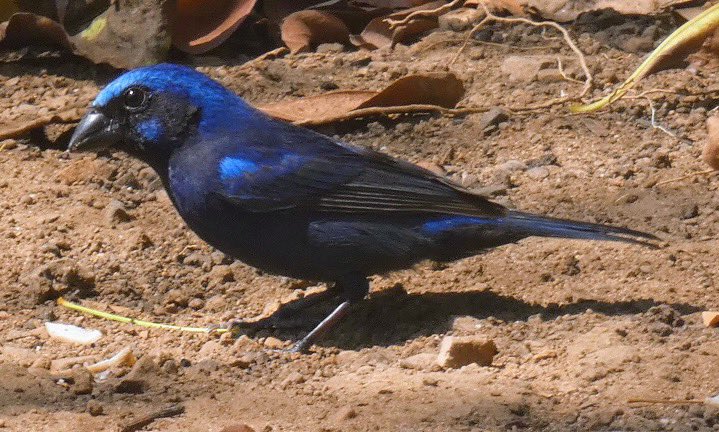 Wednesday in Mexico with a male blue bunting. #BirdTwitter #wildlifephotography #BirdsSeenIn2024 #naturephotography #birdphotography