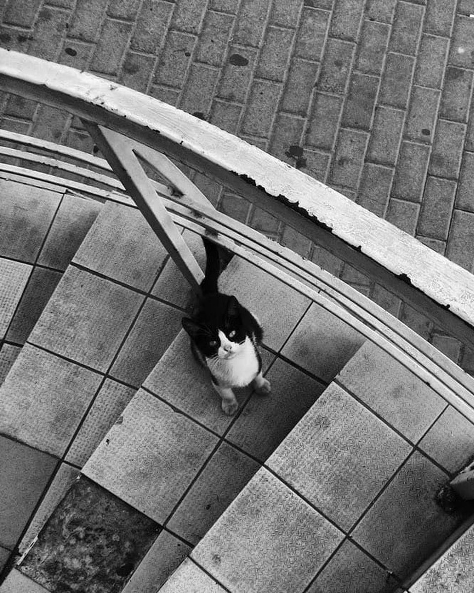 I was Waiting for You Human 🐈‍⬛ by Mahuto Ganzalwesh
#cat #catlover #bnw