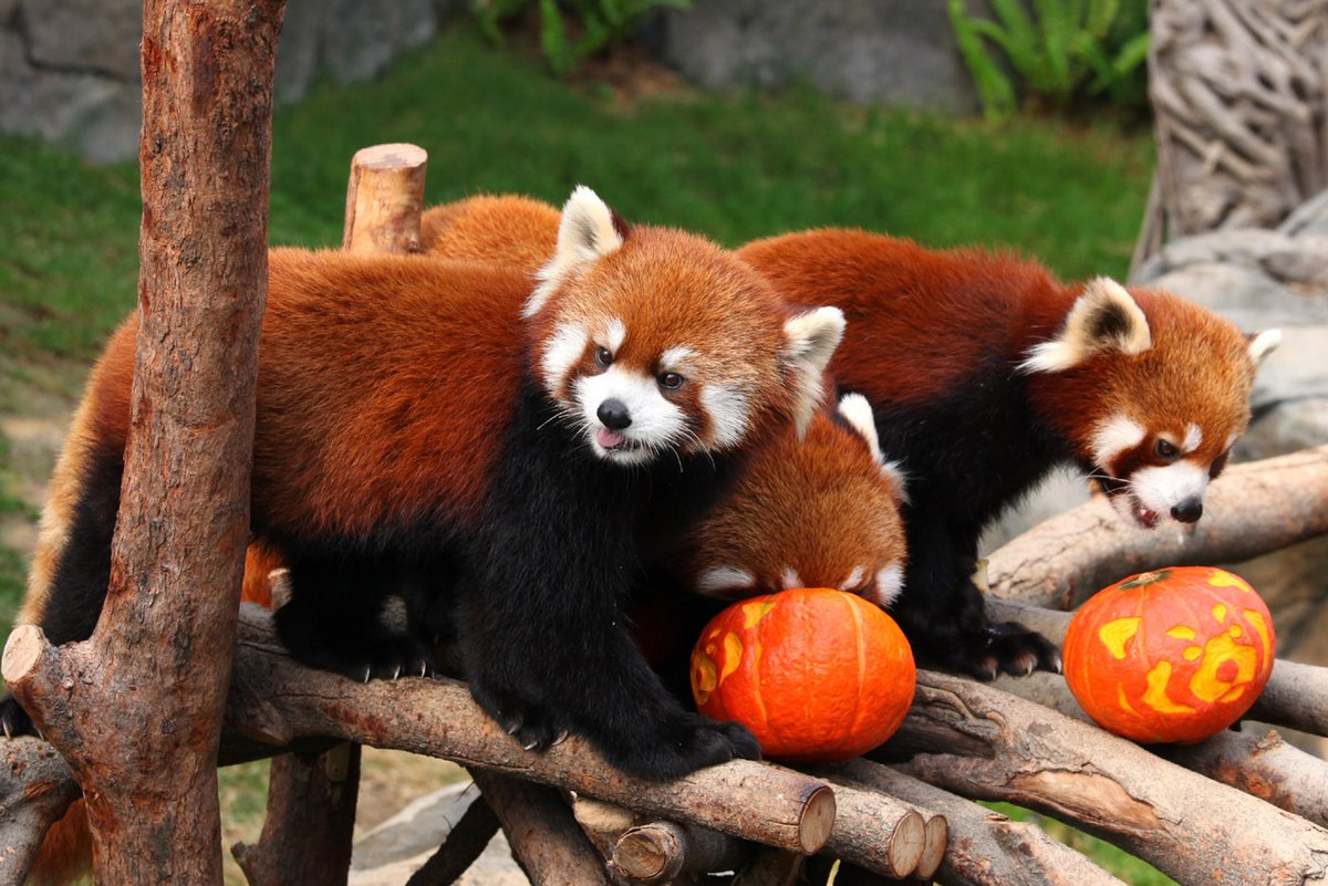 Red Panda Every Hour! (@RedPandaEveryHr) on Twitter photo 2024-05-02 02:58:31