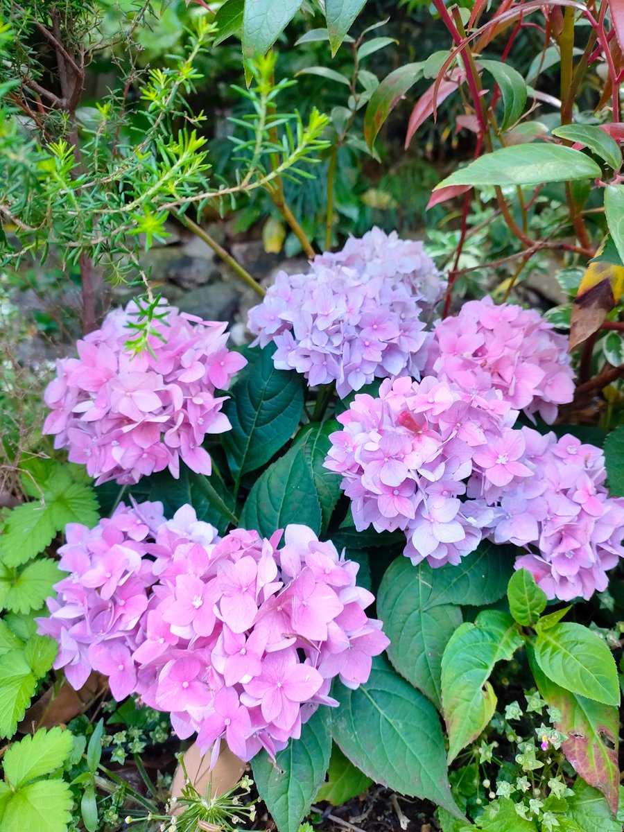 #東京大神宮 さん 紫陽花たち✨
紫陽花見れて、よい連休🙆‍♀️

#キリトリセカイ⁡
⁡#ファインダー越しの私の世界⁡
#紫陽花 #花が好き #私の花の写真
#花のある景色  #花のある風景
#TLを花でいっぱいにしよう