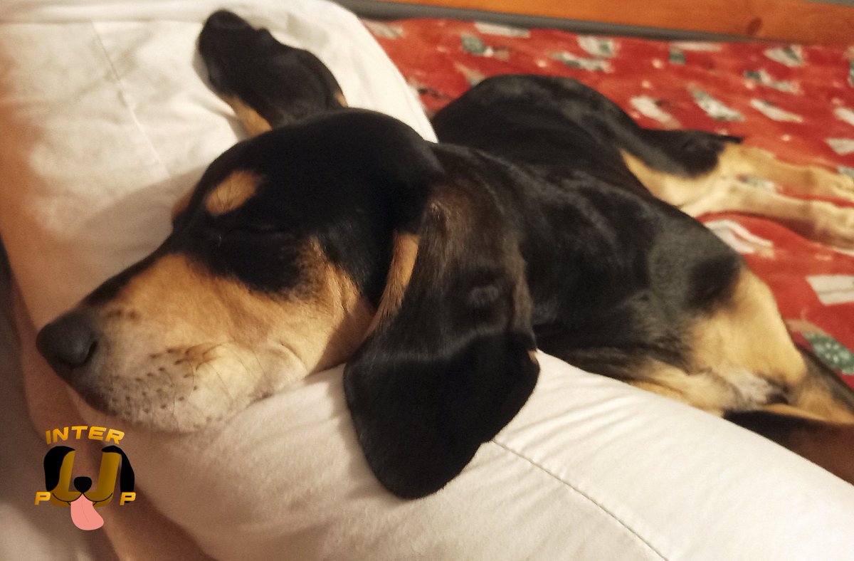 Is This Your Bed? | James Bean

#InterPup #JamesBean #Puppy #Pup #Dog #PuppyPictures #Beagle #Coonhound #BlackandTan #BlackandTanCoonhound #doggy #pet #mydog #doglover #pupper #bark #spoiled #dogstagram #dogsofinstagram #puppiesofinstagram #doglife #dogs #ilovemydog #instadog