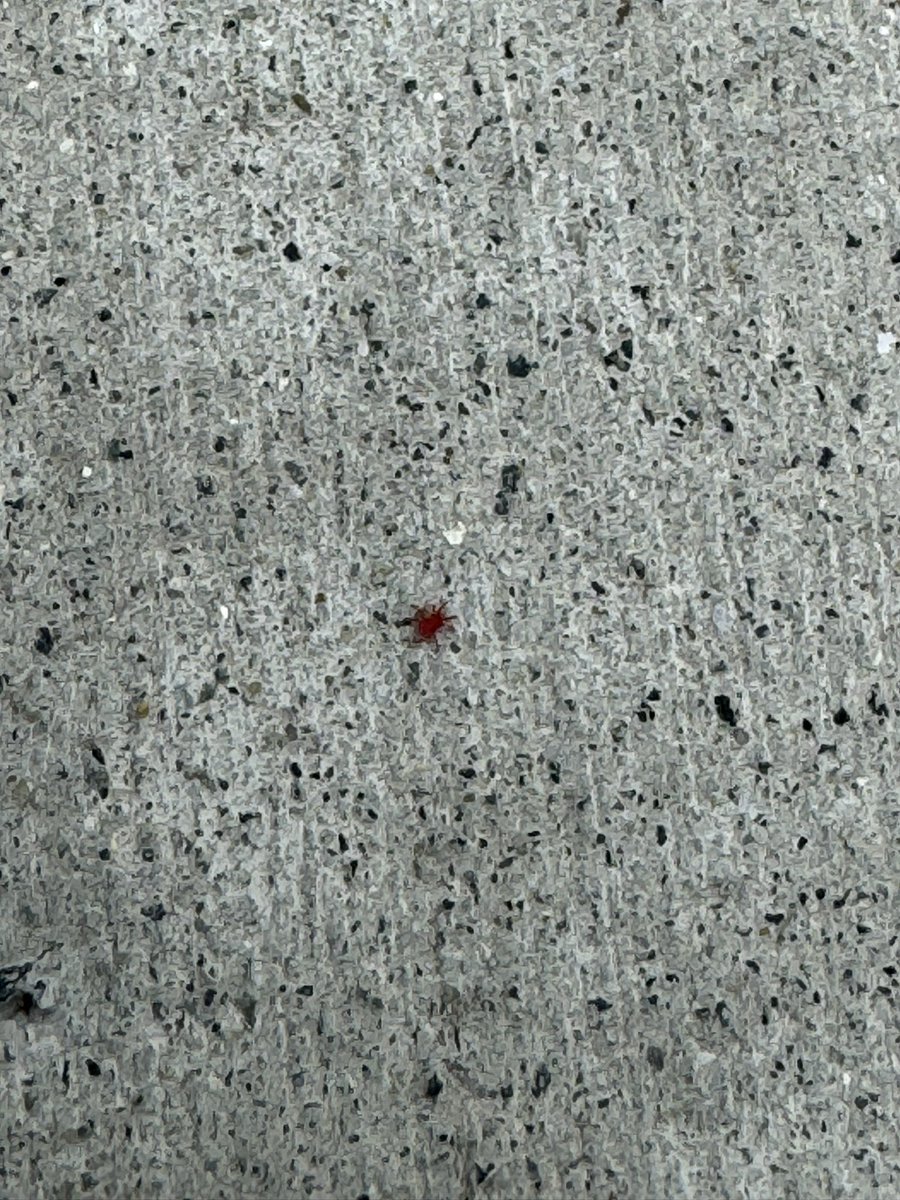 庭に赤い虫がいるのですが、何か分かる方いますか？1mmにも満たないです　#虫 #赤い虫