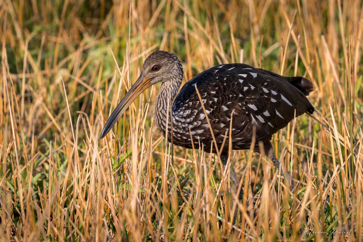 Today during my morning walk I came across this Limpkin (Aramus guarauna) foraging for apple snails in the neighbourhood. Quickly ran home for the camera.
Ladyville, Belize
#BirdsOfBelize #BirdsSeenIn2024
#birds #birding #birdwatcher #birdphotography #BirdsOfTwitter #BirdsOfX