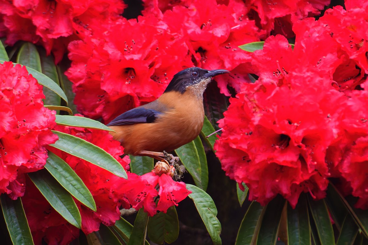 Exploring the Himalayan Charmer: The Rufous Sibia's Social Symphony!

@pargaien @UKNikon #indiaves @Natures_Voice #ThePhotoHour #BBCWildlifePOTD @AnimalPlanet @DiscoverKorea_ @WildlifeMag @NikonUSA #natgeoindia @BBCEarth #BirdsOfTwitter @DiscoverMag #BirdsSeenIn2024 @Discovery