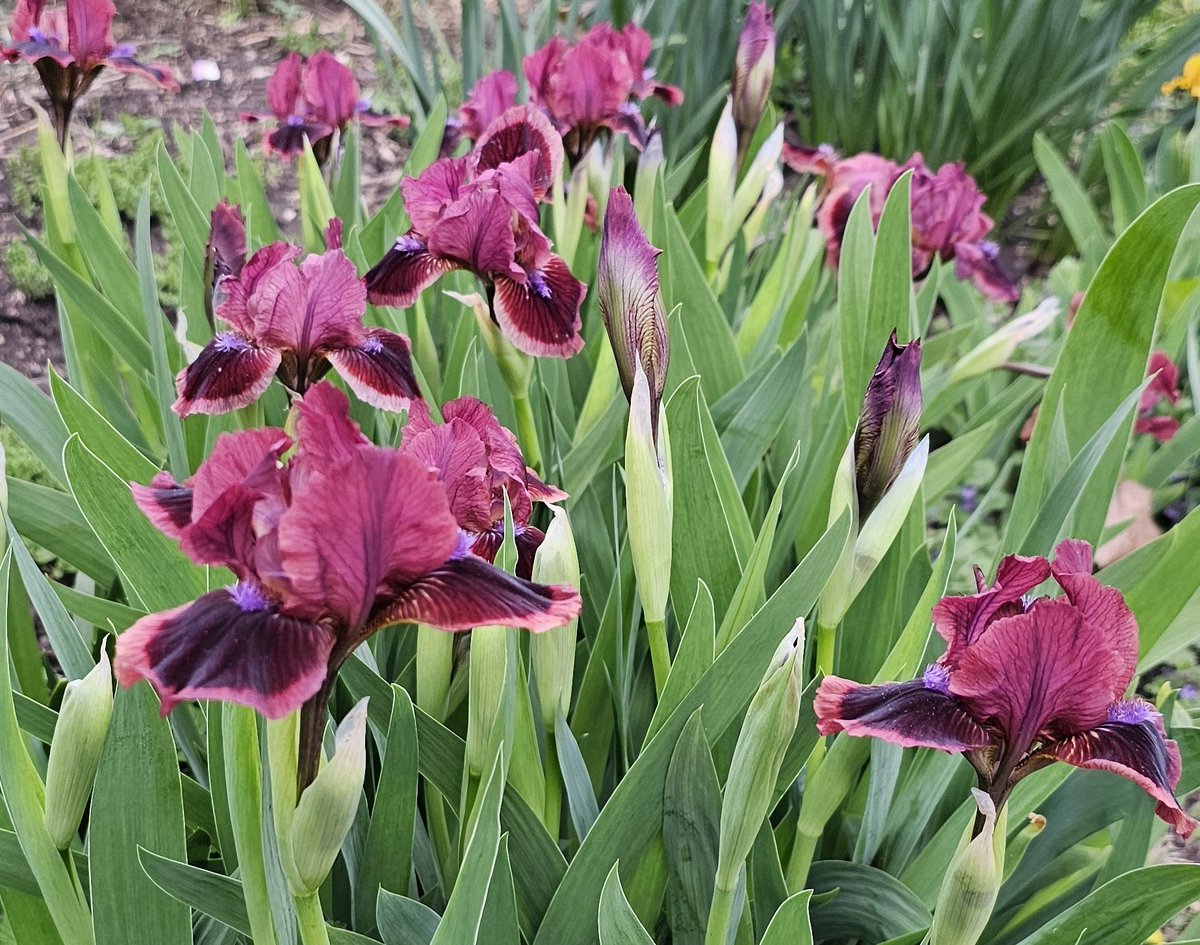 💕DWARF, YES - BUT LITTLE? NOT SO MUCH! Standard Dwarf Bearded (SDB) Iris 'Cat's Eye' (Paul Black, 2002) can make quite a statement, where space permits a single rhizome can spread as many feet across as years the plant is old! Here after heavy thinning - vigorous! Iridaceae