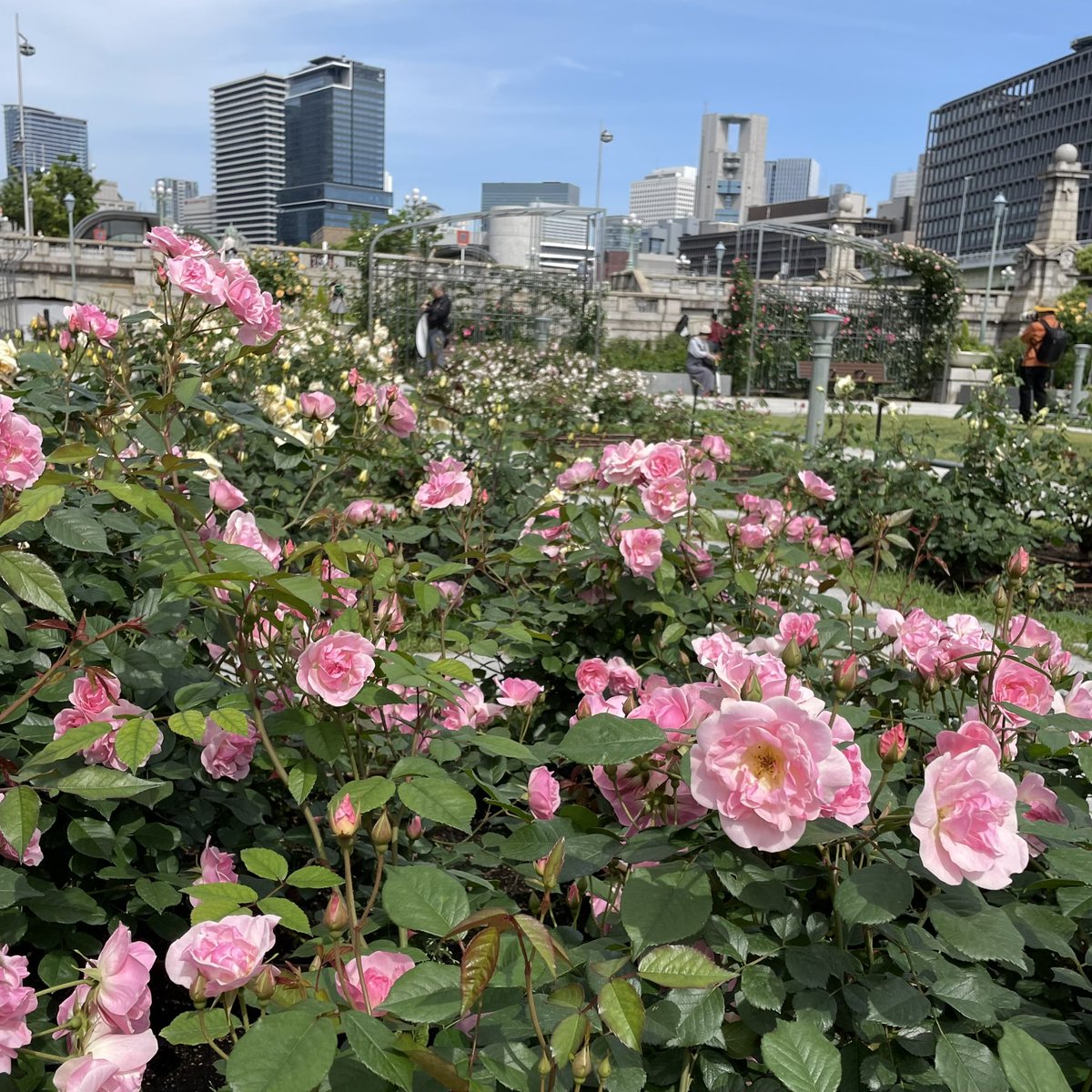 中之島公園のバラが咲き始めています🌹 まさに都会のオアシス。華やかな香りに癒やされますね♪ 中之島公園へは、なにわ橋駅または北浜駅が便利です。 #京阪 #Keihan