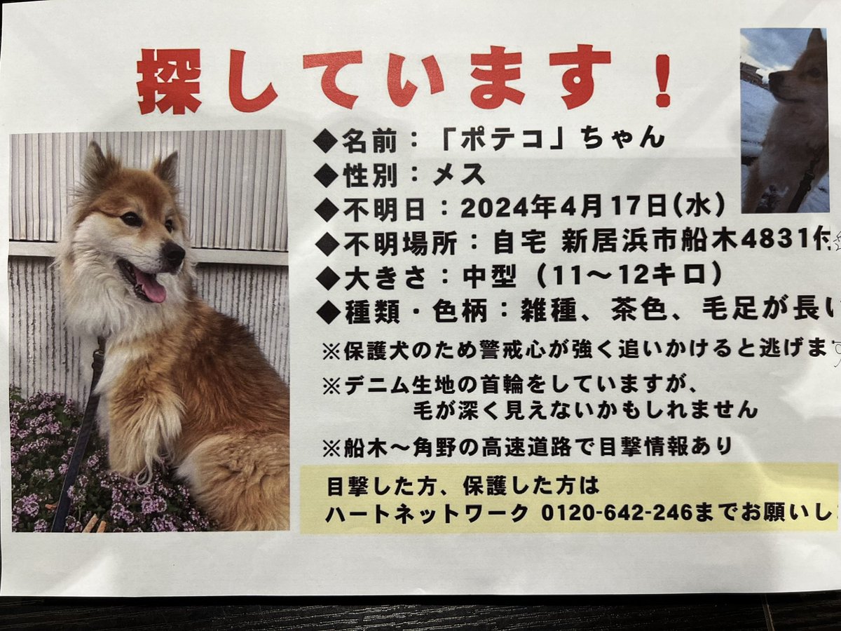 新居浜市でワンちゃんを探してる人がおられます🙇🏻‍♂️ 「ポテコ」ちゃん 見かけられた方おられましたら 0120-642-246 までご連絡ください🙇🏻‍♂️