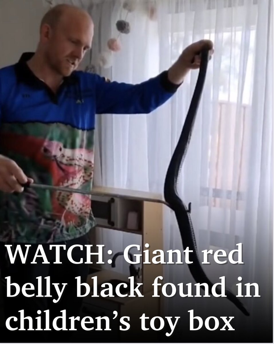 A frightening video has gone viral of a monster venomous snake found in a young Sunshine Coast child’s toy basket 🐍🪀 WATCH THE VIDEO: bit.ly/44mMhce