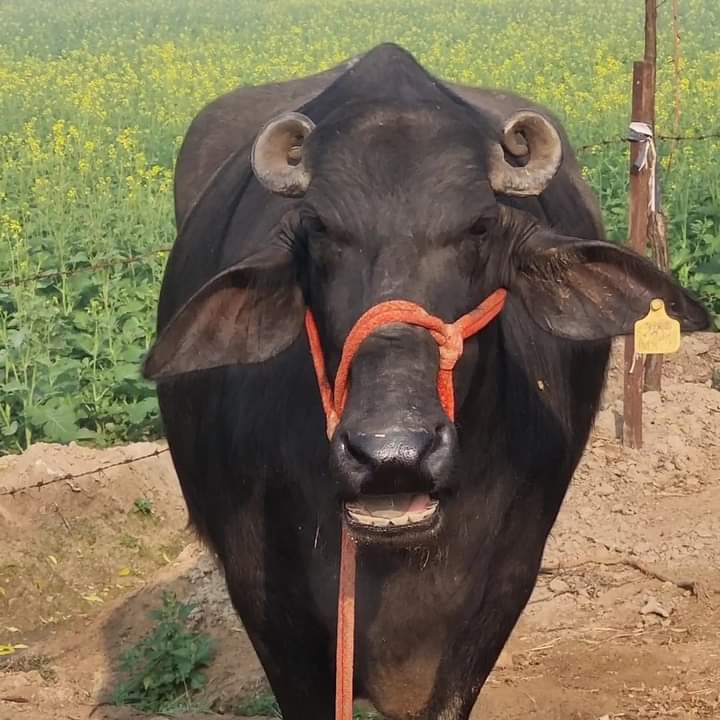 इस बार ये है लोकसभा चुनाव का सबसे बड़ा मुद्दा 😀