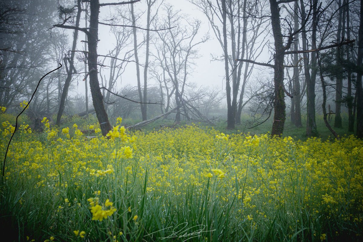 「Foggy…」

2024'Landscape

Sony RX100m2 
RAW Edit

せっかく撮ったんで雰囲気をお届け。