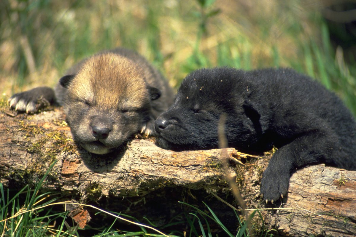 Support the proposed rule, protect the predators in National Wildlife Refuge System you have only 5 days to save wolves, mountain lions, bobcats, grizzly bear etc. It is a season for the pups to be born. Comment Period Ends: 5\6\24 regulations.gov/document/FWS-H…