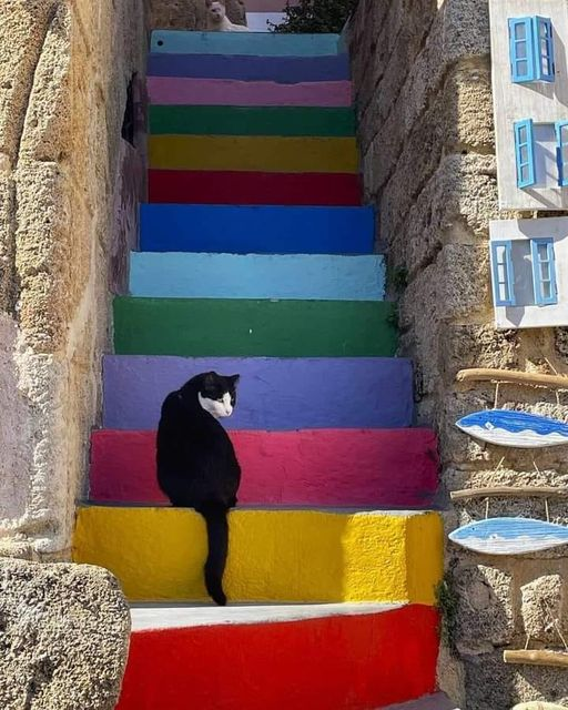 '¨ ♥
.¸.•*' ¨⚓
♥.¸.•'.¸.✿¸🐱
♡♡♡🐱 #cats #CatsofTwittter #CatsLover #CatsOnTwitter
Greece
@photos_solene