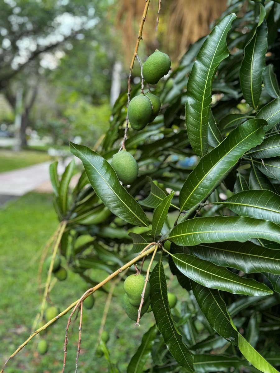 It's looking like a dismal season for mangos in South Florida: …blesouthflorida.ediblecommunities.com/food-thought/t… #mango