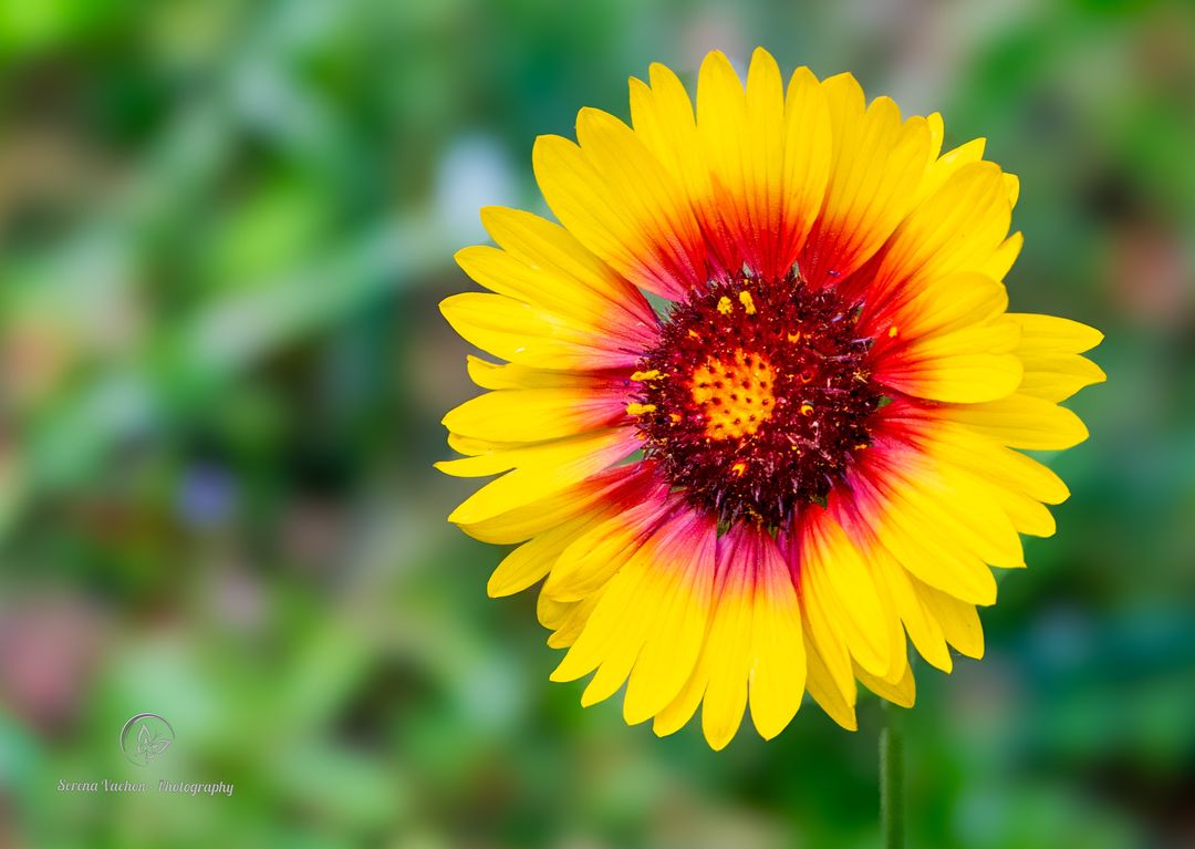 Blanket flower #wildflowers #FlowersOfTwitter #flowers #flowerphotography #FloweryWednesday