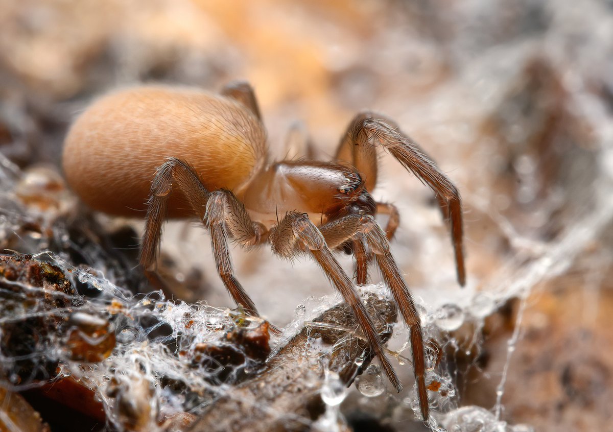 Pimus (Amaurobiidae), from Butte County CA