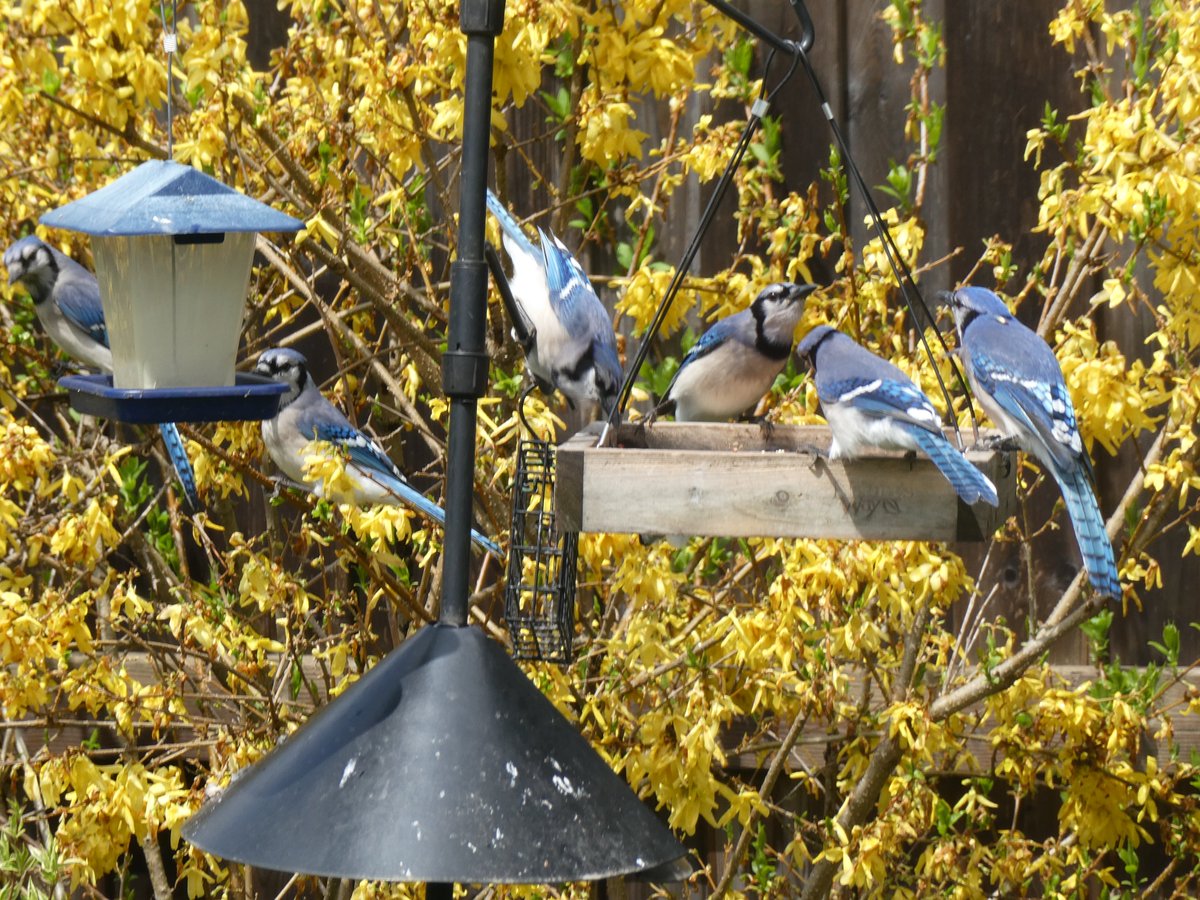 @weathernetwork the other day a flock of approximately 50 or more Blue Jays showed up in our yard at the feeders. I looked out to see about six at first and then they just kept flying in. It was hard to capture it all. Never have seen so many all at once. My guess is migration.