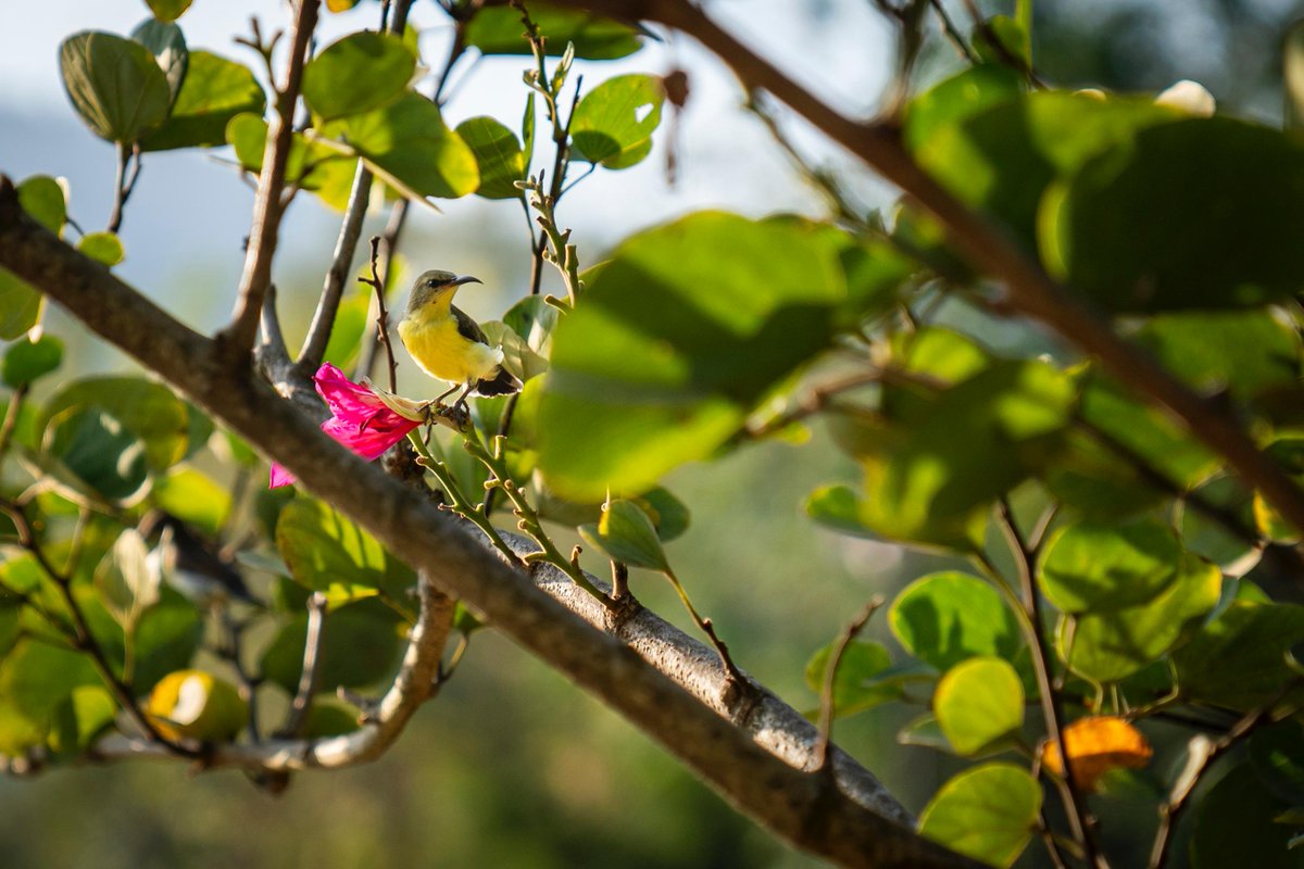 A beautiful bird enjoys the early morning sun on a springtime morning.

#ShotAtIsha #IshaYogaCenter #Bird
