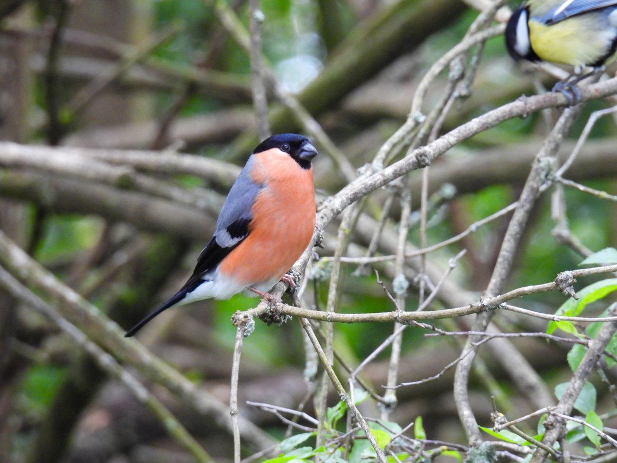 A Male Bullfinch at Warnham Nature Reserve #birds #BirdsSeenIn2024 #BirdsOfTwitter #BirdTwitter #birdphotography #TwitterNatureCommunity