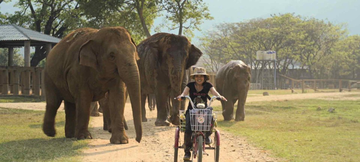 🚨 NOW ON SALE 🚨 #ElephantMother follows one woman’s quest to help save Thailand’s iconic and once-sacred #elephants 🐘 📆 Thursday 6 June 🕑 18.00 Followed by a live Q&A with a panel including the film's star Lek Chailert! 👉 ow.ly/o5Cm50Rslbp