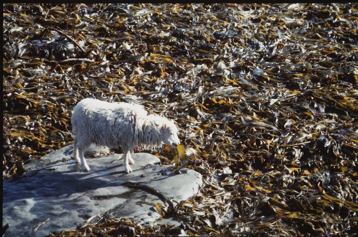 This week's theme for @artukdotorg #OnlineArtExchange Women in Photography for the @NPGLondon exhibition: Francesca Woodman and Julia Margaret Cameron: Portraits to Dream In 
Seaweed Eating sheep, North Ronaldsay, Orkney (Orkney and Shetland)
by Gunnie Moberg from @ScotParl