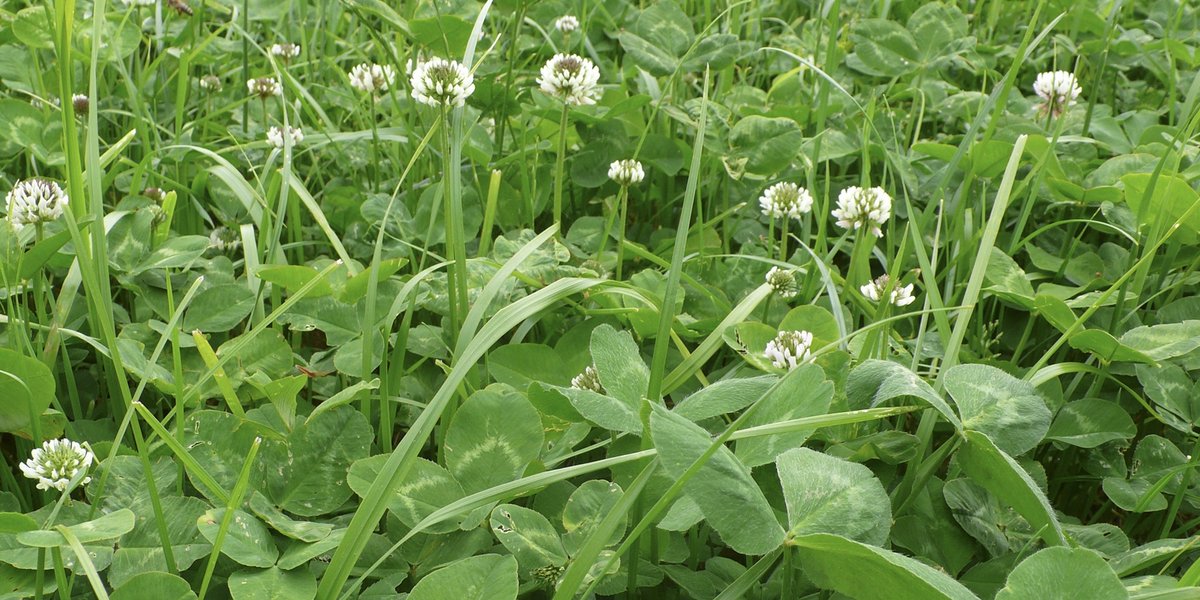 High yields, low nitrate leaching: The advantages of grass-#clover mixtures in ley farming are manifold. An Agroscope study now shows that their highly efficient use of available nitrogen also keeps the risk of nitrate leaching low. @ETH 👇 agrarforschungschweiz.ch/en/2024/05/gra…