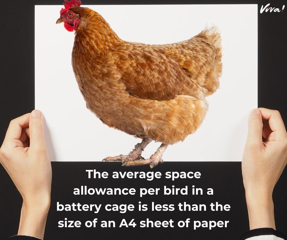 And even free-range hens can still be crammed NINE to a SQUARE METRE indoors 😬 

Don't support cruel animal farming. There can never be an ethical method to exploit another's body. Choose vegan 🌱  #eggs #freerange