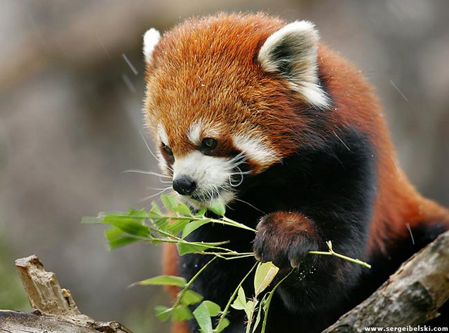 Red Panda Every Hour! (@RedPandaEveryHr) on Twitter photo 2024-05-02 08:58:31
