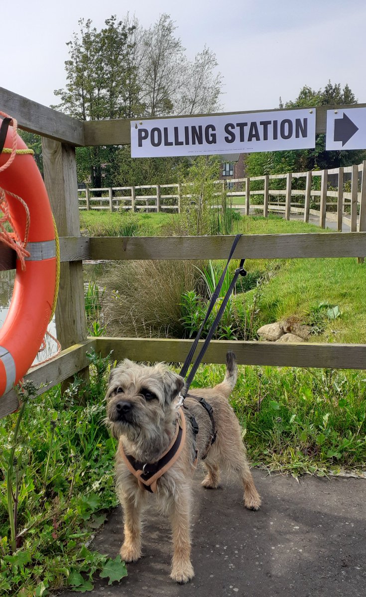 Pals, today I's will be voting for free noms and no bathees.

PS Hoomum says many a politician will soon be needing a lifebelt. 

#BTPosse 
#DogsAtPollingStations
#Norfolk
#BorderTerrier