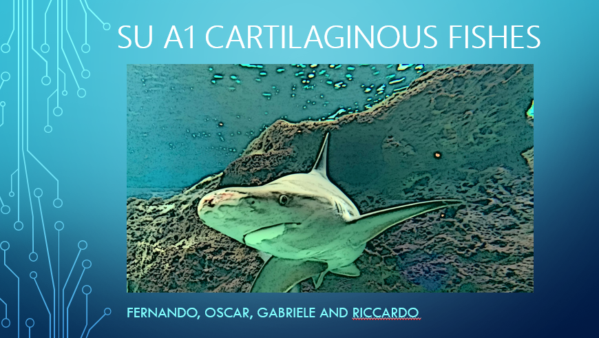 OpenTeaX's tweet photo. Stiamo pubblicando i lavori realizzati dai ragazzi durante lo scambio a Creta. #you4blue
Naturalistic Illustation workshop..
il primo parla di "Cartilaginous fishes"
potete trovarlo qui:https://t.co/JwiIFWJ9mq
#erasmus+ #worshop https://t.co/fMTDpBvNWG