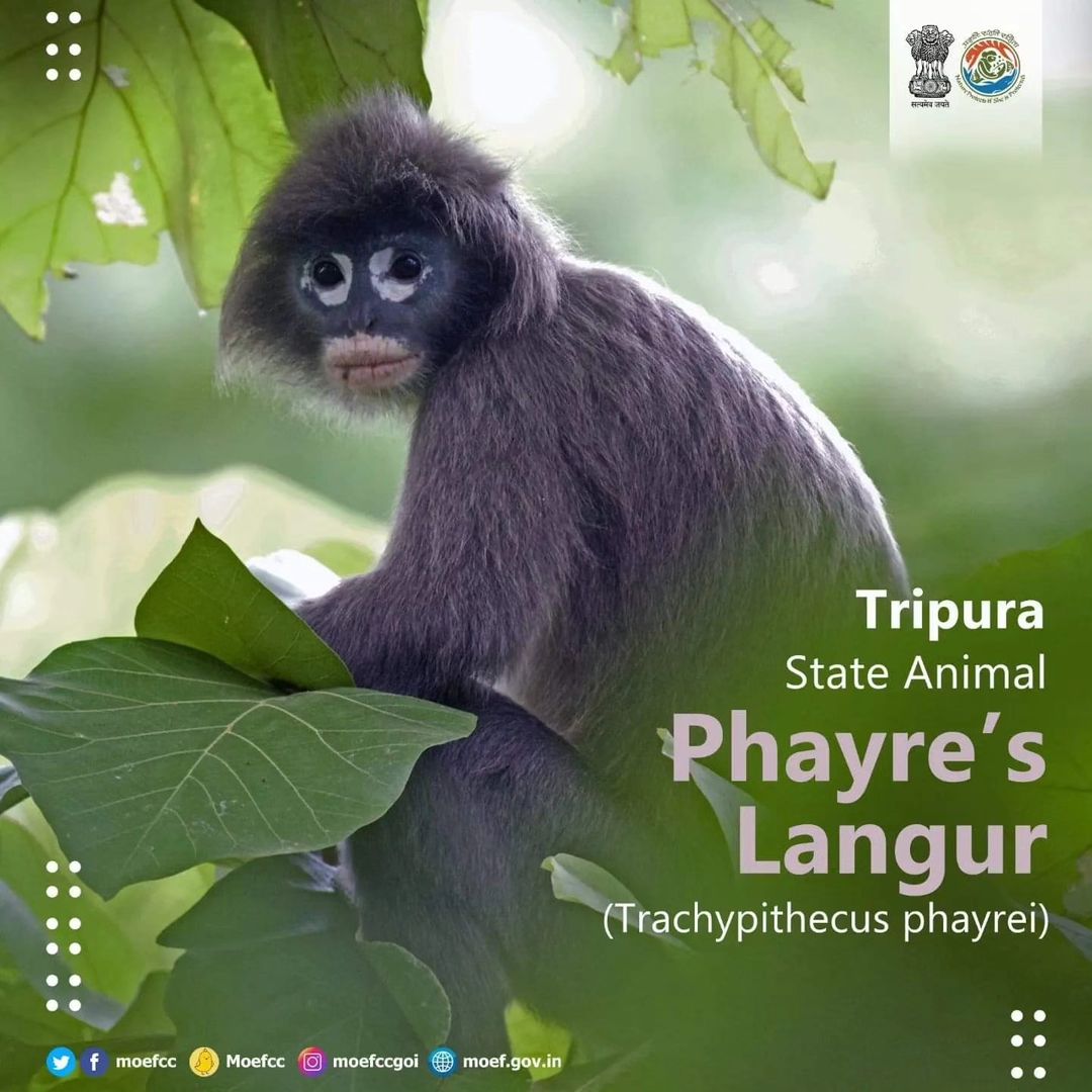 #ChooseLiFE #MissionLiFE @moefcc Tripura State Animal - Phayre's Langur(Trachypithecus phayrei) @NWRailways
