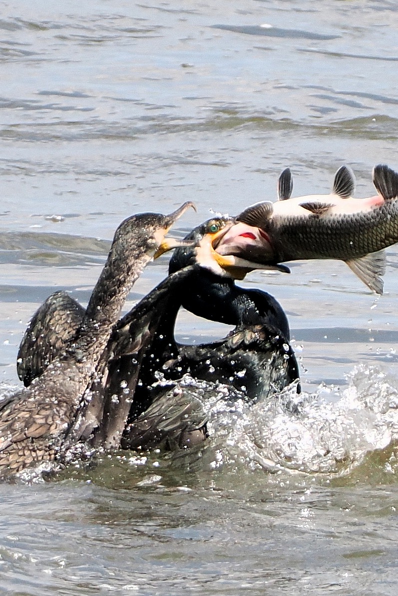 カワウーカワウー魚屋さん♪

ままごと遊びの魚屋さん🐟️

OM-1 サンヨン+MC-14
#OMSYSTEM
#利根川