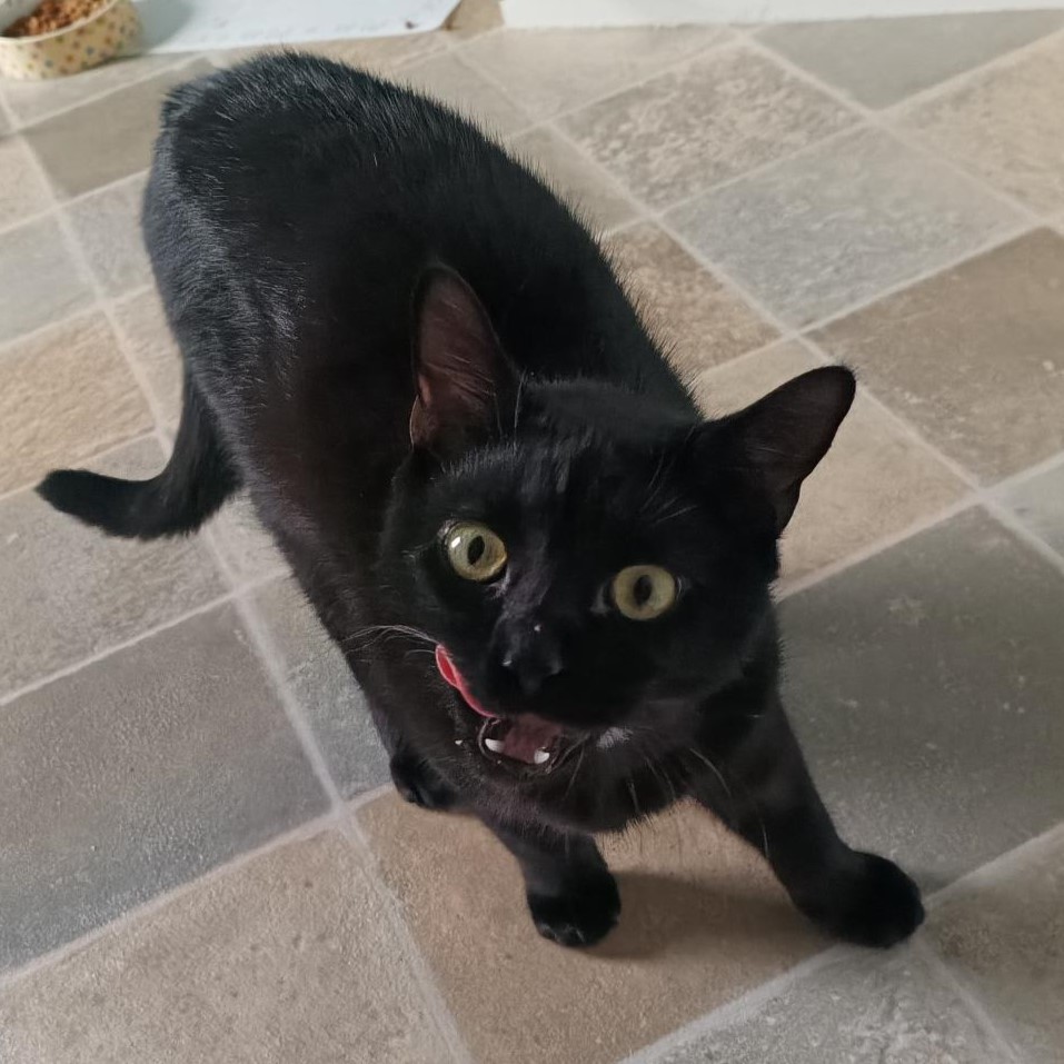 Sweet Sooty has been waiting in care at @CPTelford for a while now having battled cat flu which left him with subsequent issues, including a head tilt and slight vision issues. Due to this, Sooty is looking for an indoor home. Find out more: spr.ly/AdoptSooty