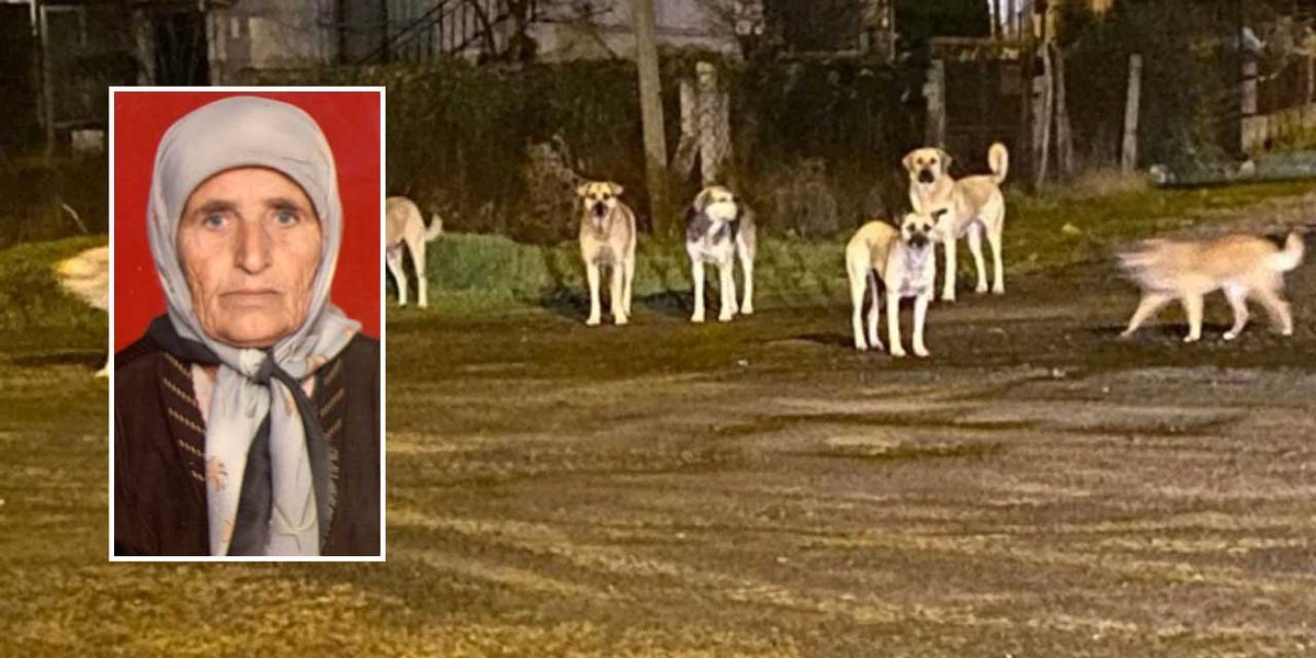 ▪️Yaşlı kadın 20 dakika boyunca parçalanarak feci şekilde hayatını kaybetti. Sokak köpeklerinin öldürdüğü 72 yaşındaki Şerife Arısan için hiçbir insan hakları kuruluşundan açıklama gelmedi.