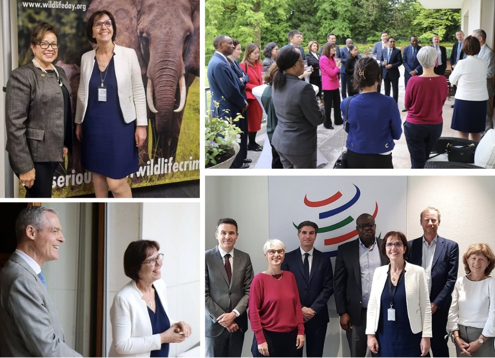🇨🇭 Great discussions in Geneva with international organizations and presentation of my candidacy to permanent representatives from the whole world. Monday, I had the opportunity to meet colleagues from @CITES and @wto: @ivonnehiguero and Edwini Kessie.