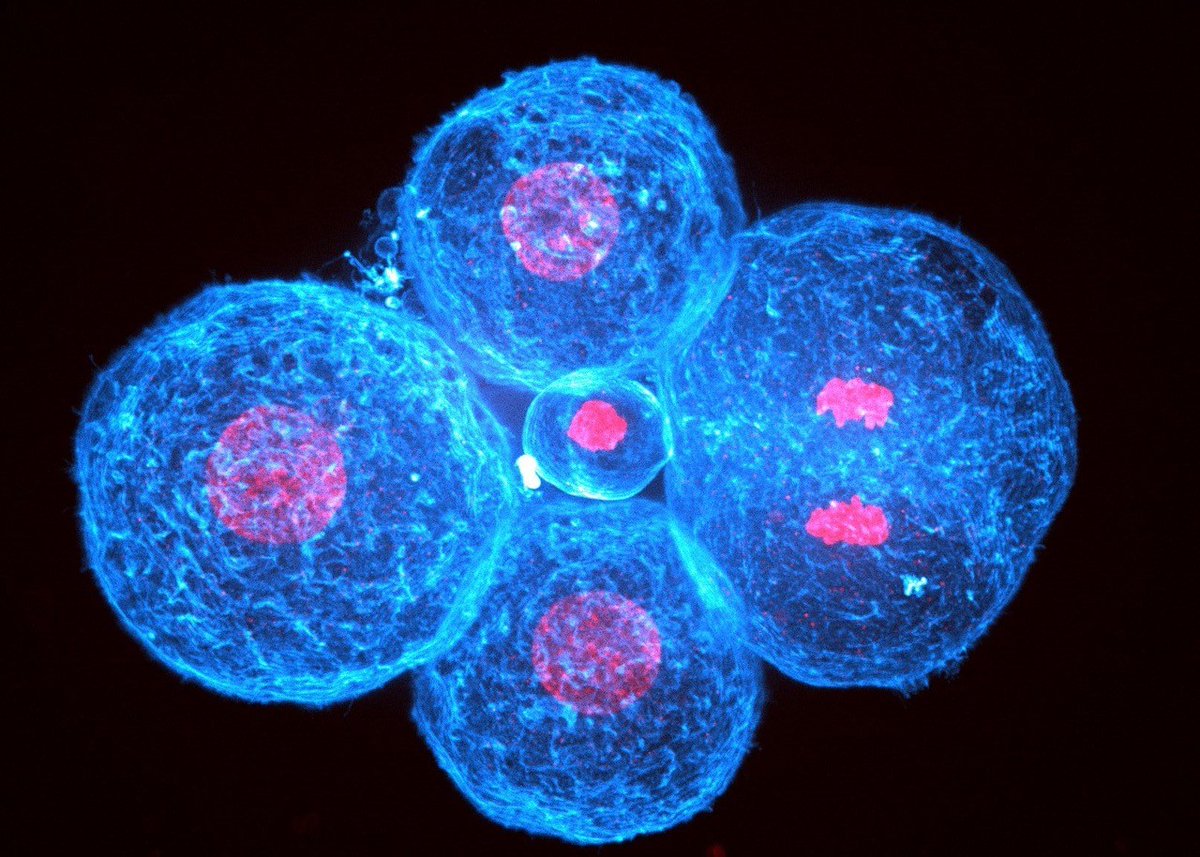 🚨 @Nature publication Human embryo compaction is driven by the contractility of its cells: this is the finding of @institut_curie @CNRS @Inserm @APHP @cdf1530 scientists' team, led by Genetics & Developmental Biology Unit at Institut Curie | @maitrejl ➡️nature.com/articles/s4158…