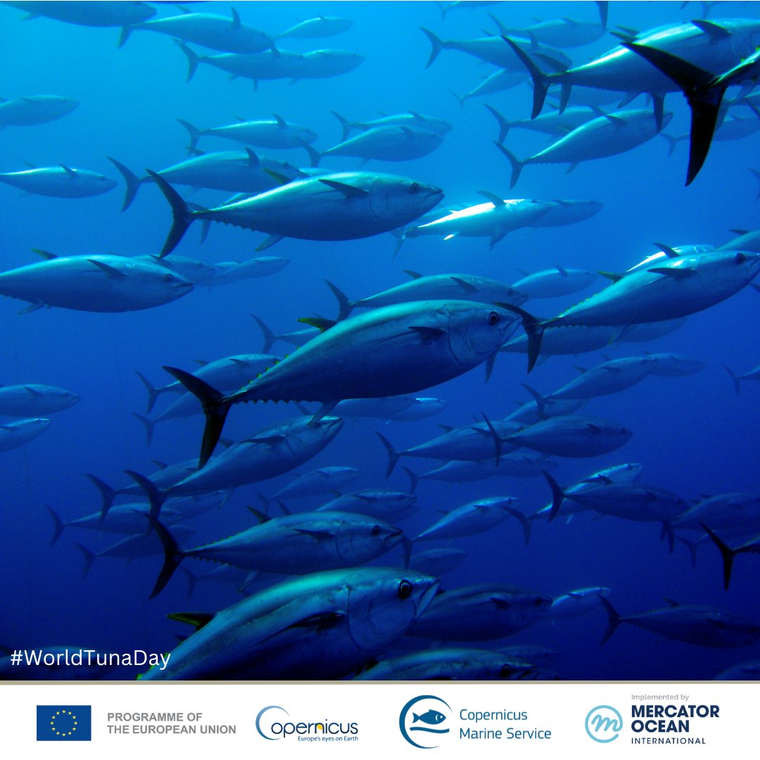 It’s #WorldTunaDay! 🐟 #DYK❓Tunas are endothermic, meaning they can retain the heat they produce as they migrate across the Ocean 🌊 Our #OpenData measures, among other parameters, global heat content, enabling stakeholders to monitor and forecast tuna migration patterns 🗺️