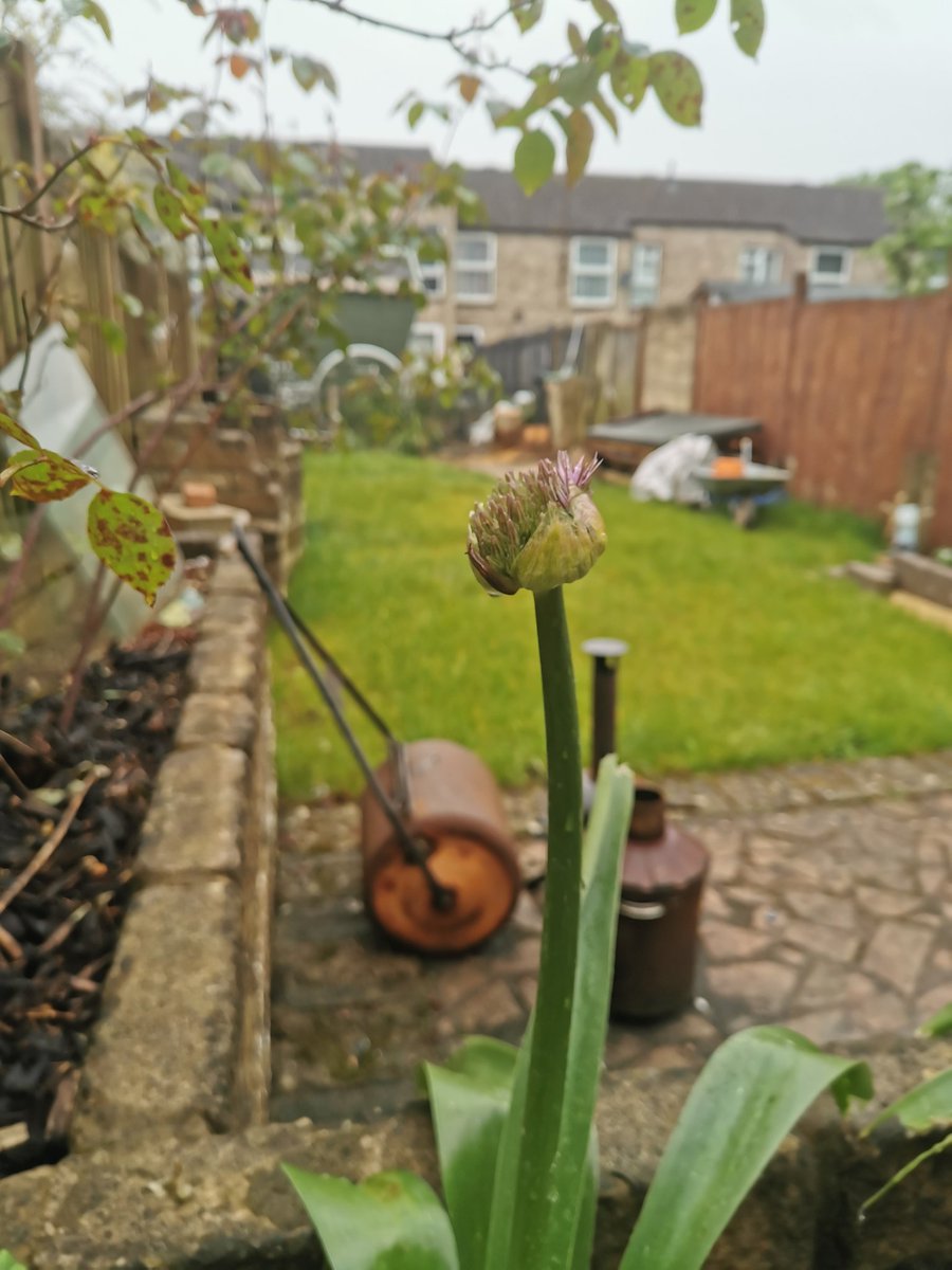 Morning reminder that seeds take time to grow. Patiently watched the past 2+ weeks of my first allium escaping it's bud.