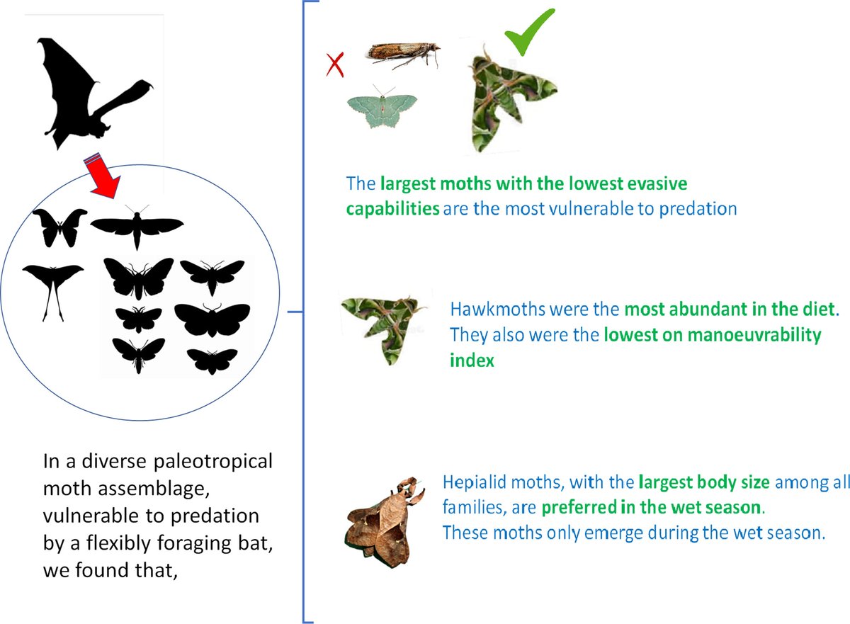 New work by @pritha126 et al. reports a trait-based understanding of vulnerability of a #moth community to predation by a sympatric #bat with flexible foraging strategies: doi.org/10.1111/een.13… #Lepidoptera Photos: Ambulyx sp. (credit P.Dey); M. spasma (credit R.Chakravarty).