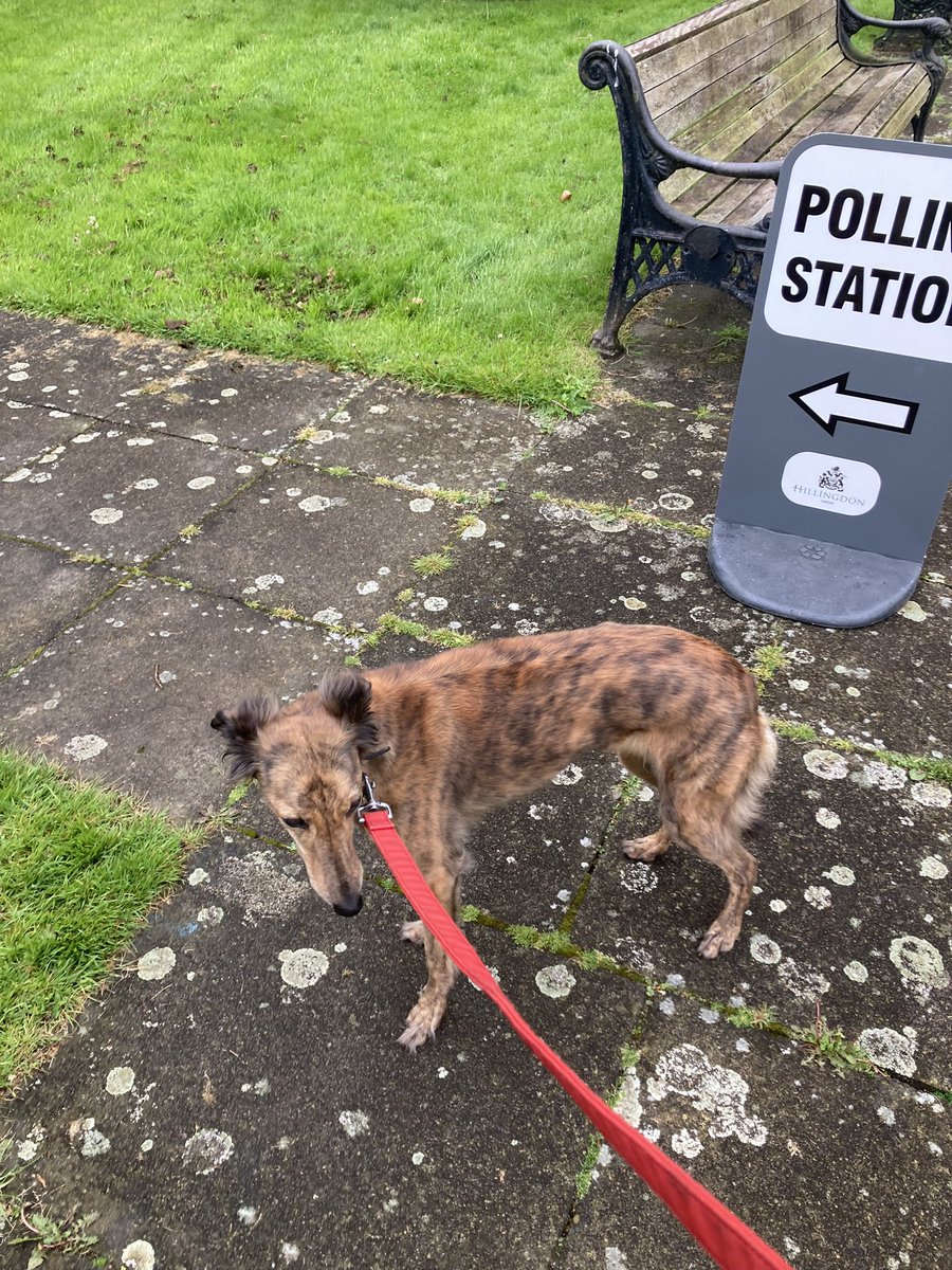 Disenfranchised @VotingDogs #dogsatpollingstations #dogswithoutavote