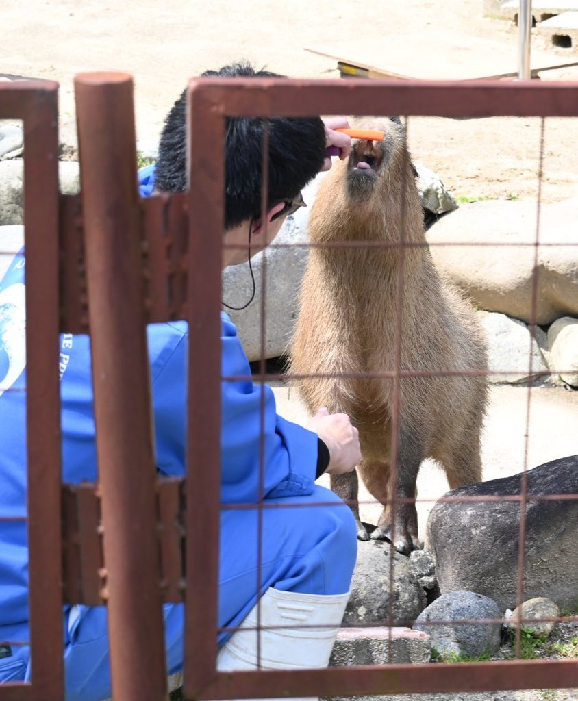 餌のためなら獣になります (とべ動物園)