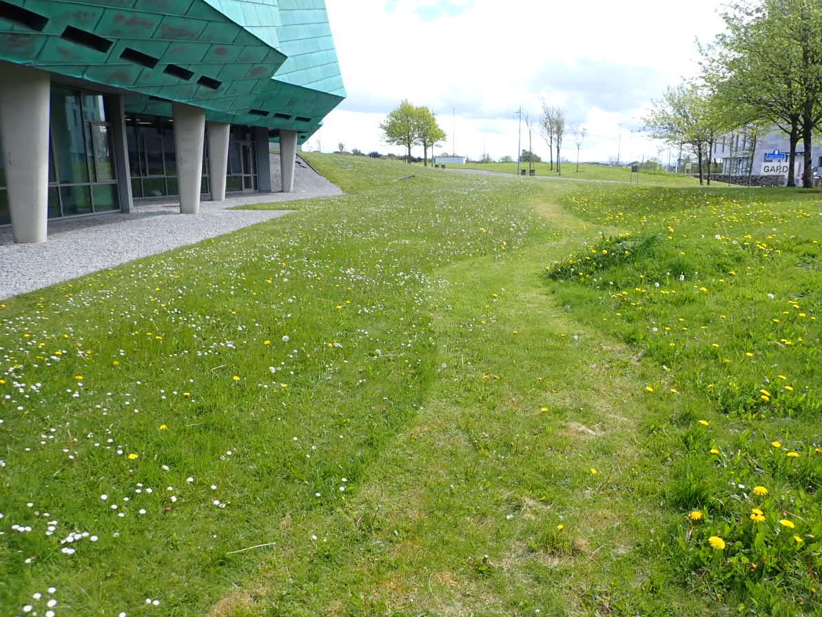 Great to see the no-mow areas on @ATU_GalwayCity campus delivering for pollinators. Orange-tip butterflies have been laying their eggs on the Cuckooflowers, their main larval foodplant @TheConorGraham @ECOparasites @uburke1 @FahertySheila @MORANEnv @kavfiona1 @HeatherLally