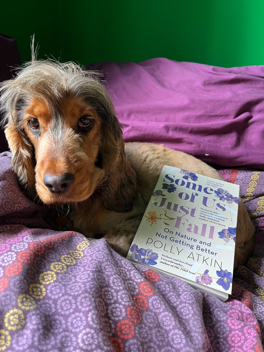 Happy paperback publication day to the glorious Some Of Us Just Fall by @pollyrowena 🌼🌊💜 'Mesmeric' - Caro Giles 'Dazzling' - Freya Bromley 'Extraordinary' - Daisy Hay (Agatha is a huge fan, don’t let her disapproving face fool you)