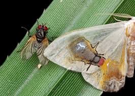 @gunsnrosesgirl3 Biomimicry is mind-blowing. This is a real moth! Look up Macrocilix maia. They keep predators away by tricking them into thinking they might be disease-carrying flies instead of a delicious moth.