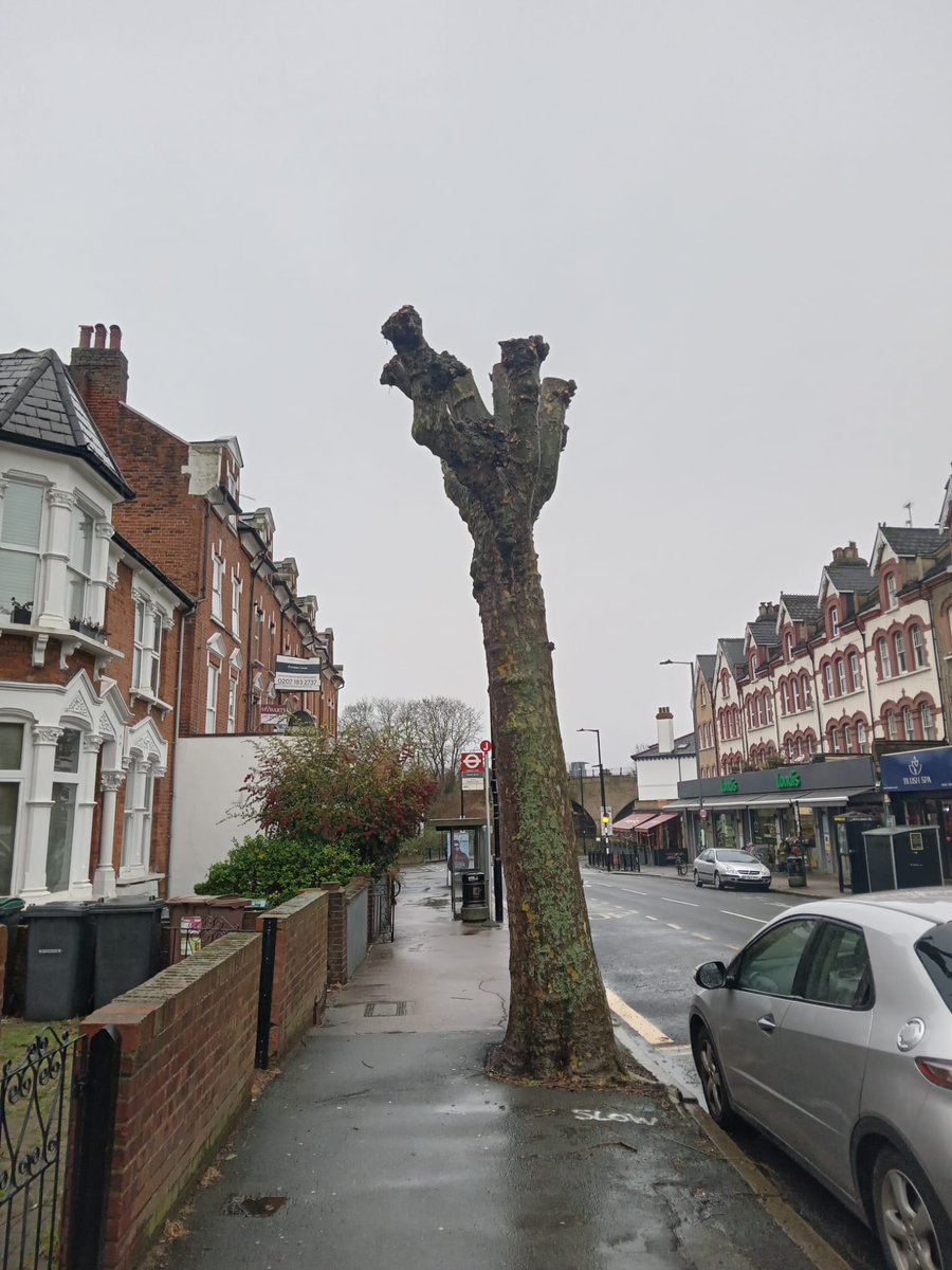 No candidate has come out with strong policy ideas for London's mature trees. There's a HUGE gap in understanding how crucial mature trees are and the need to protect them. Threats continue from: Developers Insurers Severe pollarding Risk averse councils Landlords/residents.