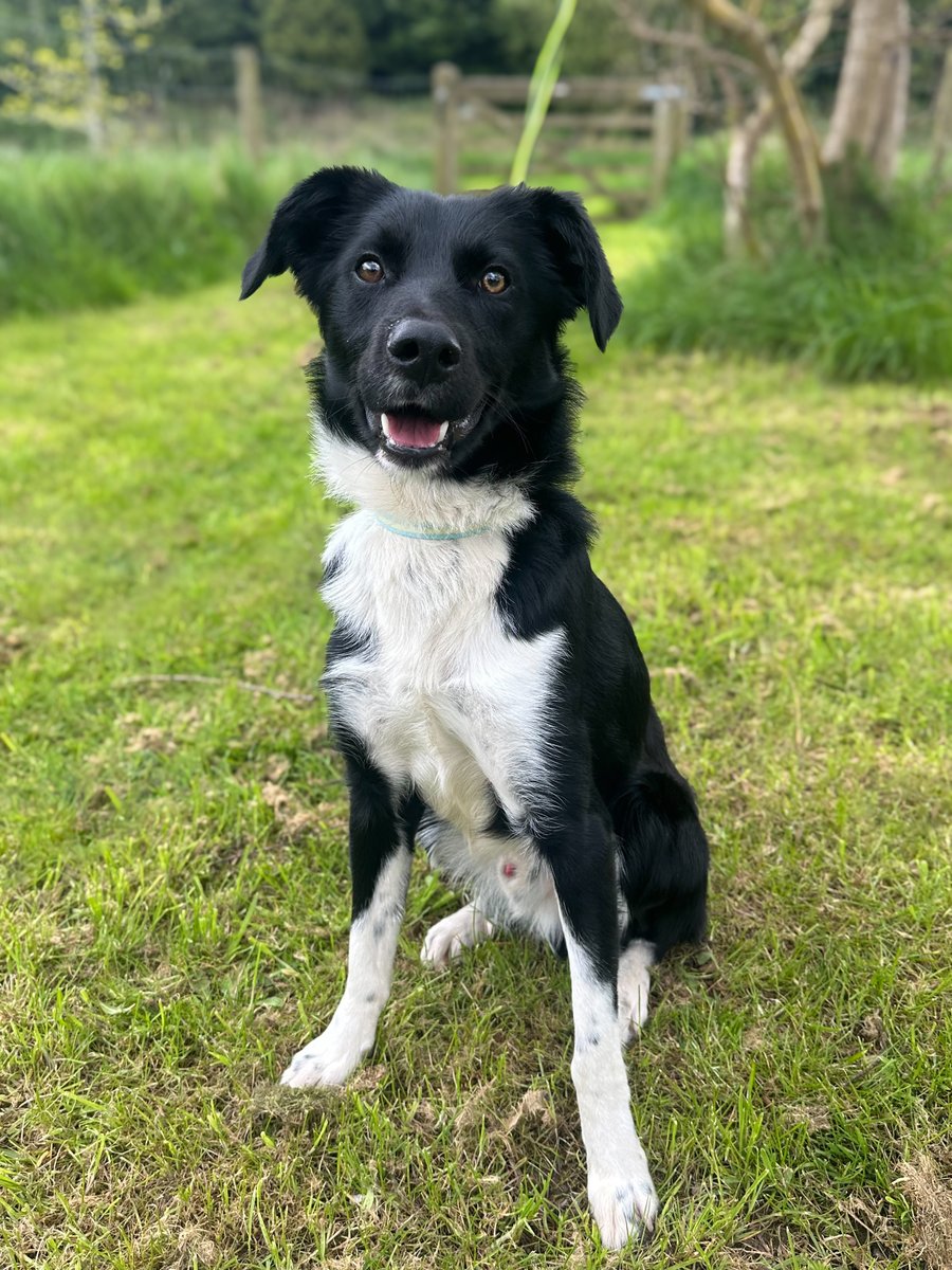 Our Domino doesn't seem to have as many spots as a set of his namesake but is another of our latest arrivals, some of whom have already been reserved. Another 8 due to arrive tomorrow. bordercollietrustgb.org.uk/rehoming/how-d…